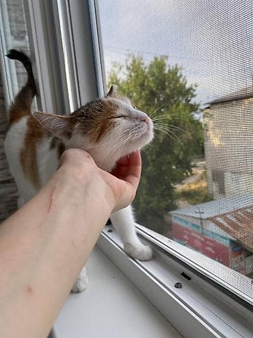 вин кот: Кошка даром: Беспородная, 1 год, Девочка, Кастрирована, Приучена к лотку, Проглистована — 6