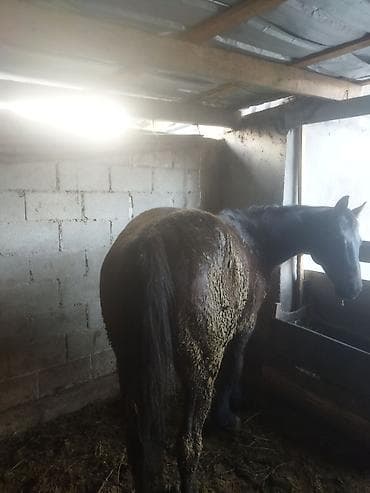 лошад: Продаю | Кобыла (самка) | Для разведения | Племенные — 2