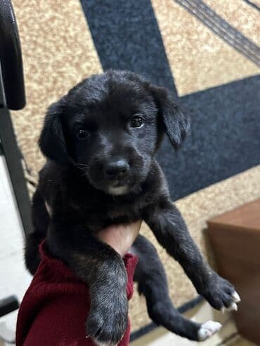 длинношерстная немецкая овчарка: Ит бекер берилет: Жөнөкөй ит, 2 айлык, Ургаачы, Эмделген — 1