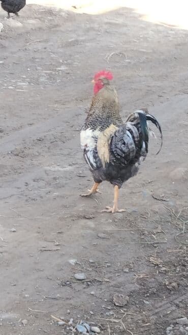 продажа щенков русского спаниеля: Продаю | Куры, Петух | Для разведения — 2