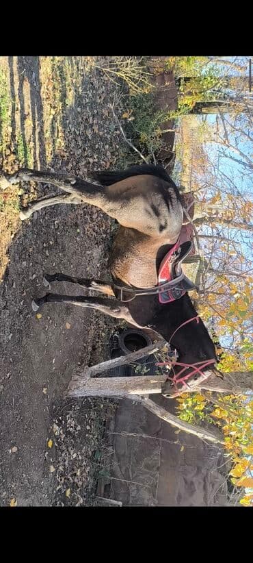 Продаю | Жеребец | Полукровка