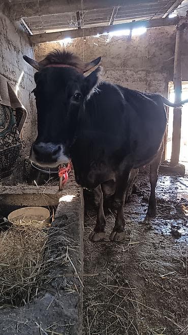 Ветеринар кызматы: Сатам | Уй (ургаачы) | Сүт алуу үчүн | Байланган — 3