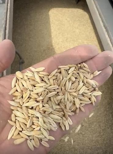 коробка алабыз: Овёс (зерно, неочищенный/в оболочке) Описание: - Полновесное зерно — 1