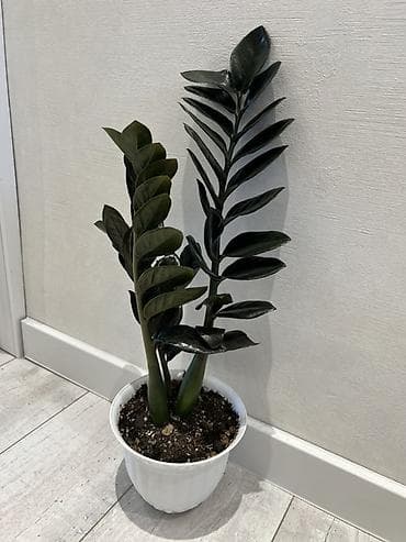 вода эмульсионка: Зензи(Zamioculcas zamiifolia), сорт с утолщёнными побегами и плотными — 10
