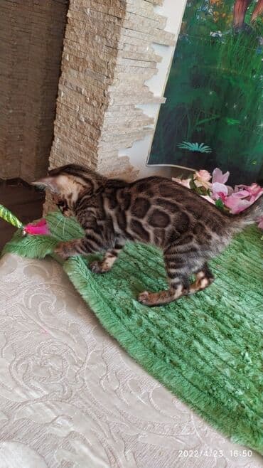 купить породистых котят: Привет друзья. красивейший новый помет бенгальских котят. сейчас нам — 13
