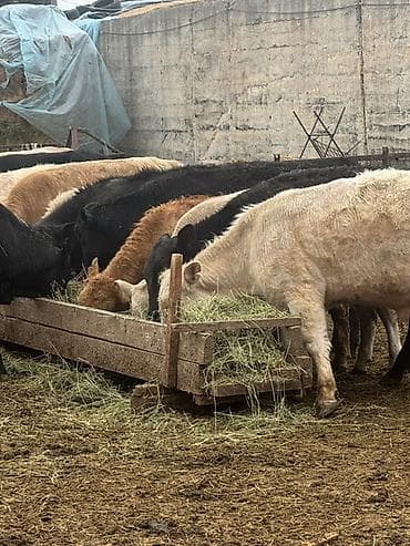 телята торпок: Продаю | Бык (самец) | Полукровка | На откорм — 5