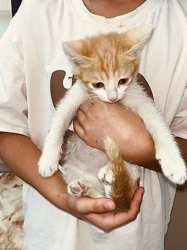 1 мальчик 2 котенка фулл: Беспородная, 2 месяца, Девочка, Рыжий, Приучена к лотку — 8