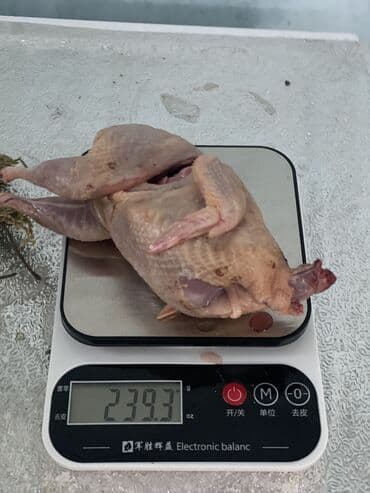 продажа домашних кур: Перепела только начали нестись порода мясо яичная отличный выбор для — 5