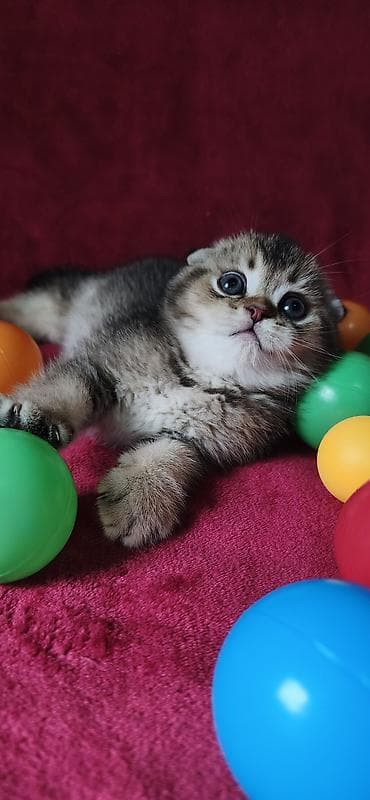 продаю конь: Скотиш Фолд (Шотландская вислоухая), 2 месяца, Мальчик — 10