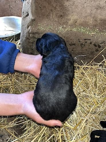 Продажа собак: Щенки охотничьей породы курцхаара/ — 1