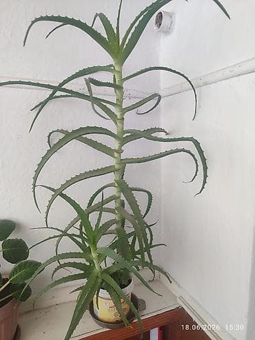 купить рыбу: Алоэ древовидное (Aloe arborescens) в горшках. - Крупные взрослые — 2