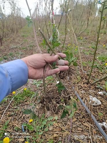 арки для растений: Саженцы ежевики (корнесобственные, без шипов) Описание: - Сильные — 1