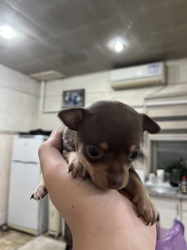 борзая собака цена: Щенок мини той-терьера, самка — 4