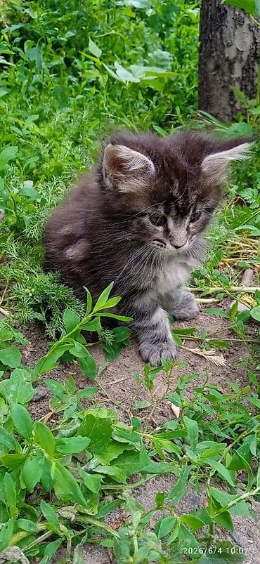 котят бесплатно: Мейн-кун, 2 месяца, Девочка, Приучена к лотку — 4