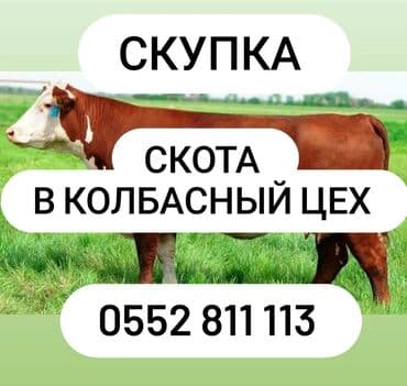 Сатып алам | Жылкылар, аттар | Союуга, этке lalafo.kg да Сатып алам | Жылкылар, аттар | Союуга, этке