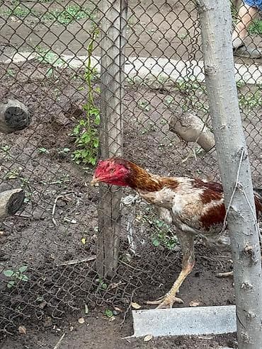 кремация животных бишкек: Продаю | Петух | Дакан | Для разведения — 1