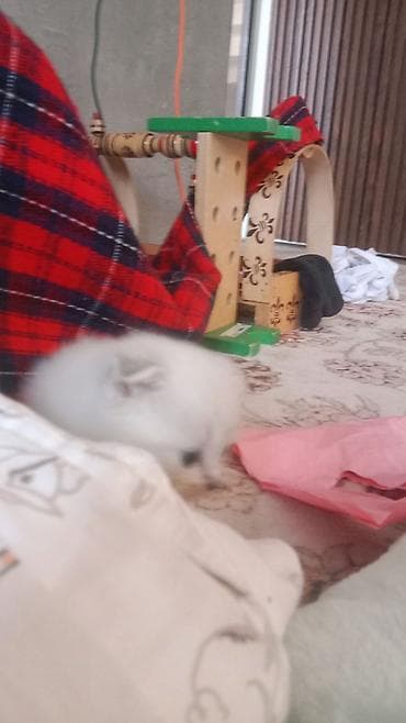 сөөл жан: Шотландская вислоухая кошка (Scottish Fold) - Окрас: сплошной серый — 3