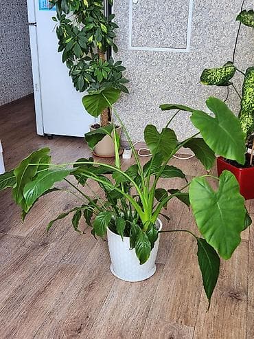 светы: Продаю комнатный цветок Алоказия☝️ - Листья крупные, ярко‑зелёные — 1