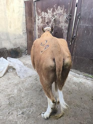 откорм база: Продаю | Тёлка | Симментальская | Для разведения | Нетель — 5