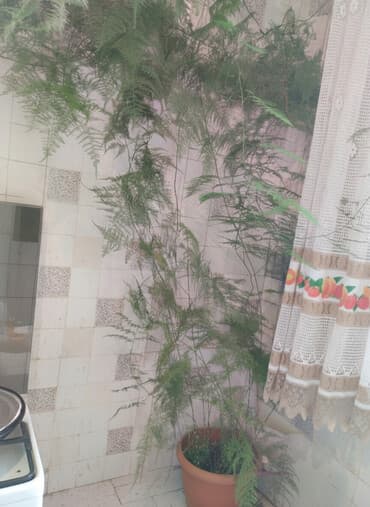 мандарин дерево: Аспарагус (Asparagus setaceus/плюмозус) в напольном горшке - Вьющийся — 2