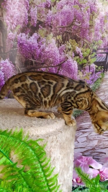 новорожденные котята: Друзья!! Проф питомник Бен Гла Мур Предлагает Шикарных элитных — 20