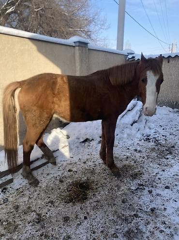 седло для лошади: Продаю | Конь (самец) | Полукровка | Рабочий — 2