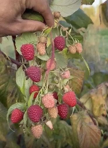 Продается саженцы элитный сорт малины ХЕРИТЕЙДЖ. Ремонтантная