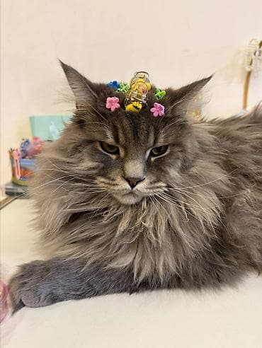 кошка шотланская: Мейн-кун, 2 года, Мальчик, Серый, Приучена к лотку — 1