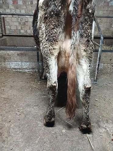 сементал уйлар: Продаю | Корова (самка) | Полукровка | Для молока | После отела — 4