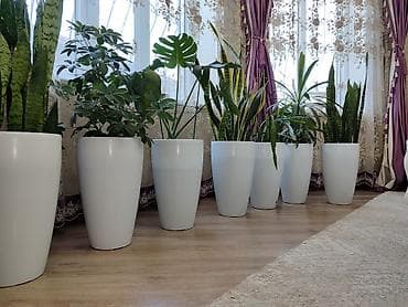цветы комнотные: Комнатные растения. Все цветы в белых высоких горшках по 2500с. Пишите — 4