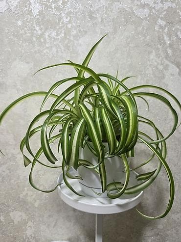 солнычный свет: Комнатные растения в горшках. - Суккуленты, сансевиерия, алоэ — 10