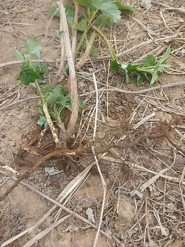 бүлдүркөн: Малина сорт геракл - Вид: ежевика садовая (безточечные побеги — 1