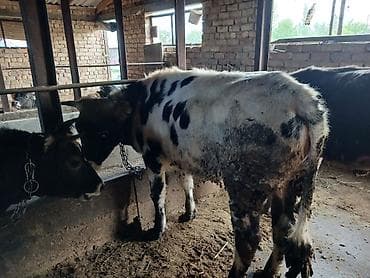 голуби животное: Продаю | Бык (самец) | На откорм | Привязанные — 10