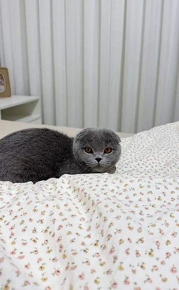 котята рыжие: Предлагаются к продаже шотландские вислоухие кошки и котята. Взрослая — 1