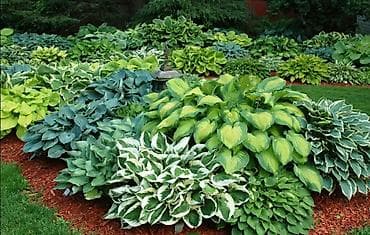 саженцы карликовые: Многолетние садовые растения — саженцы и делёнки В связи с отъездом — 6