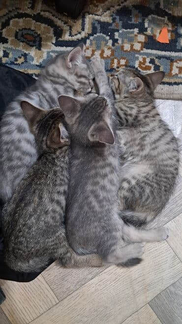 малек форели: Отдаём котят игривые ласковые в еде не привередливые 2 — 4