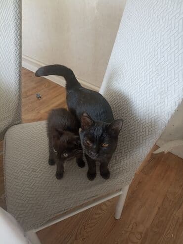 продажа щенков немецкой овчарки в бишкеке с документами: Два чёрных котёнка - Окрас: угольно-чёрный, короткая гладкая шерсть — 1