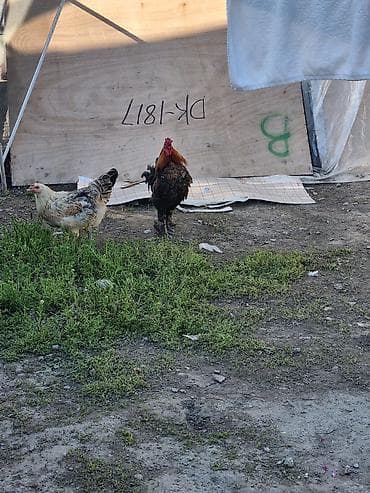 петух леггорн: Продаю | Петух | Для разведения — 4