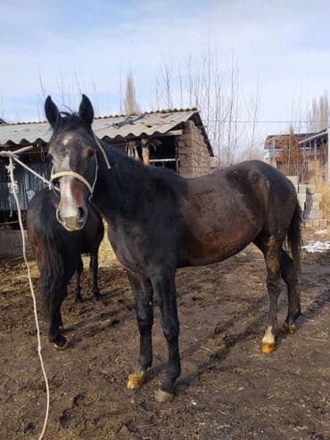 животные лошадь: Продаю | Жеребенок | Полукровка | Для разведения | Племенные — 8