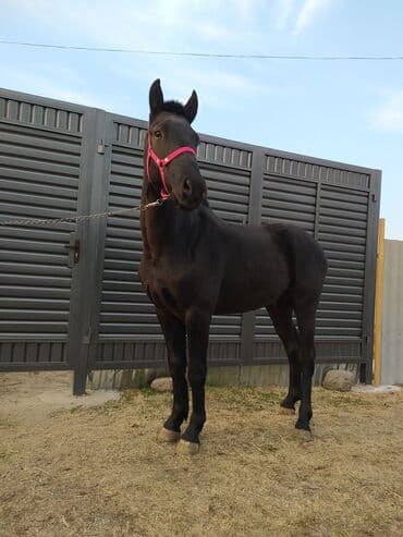 купить породистую собаку: Продаю | Жеребец | Для разведения | Племенные — 1