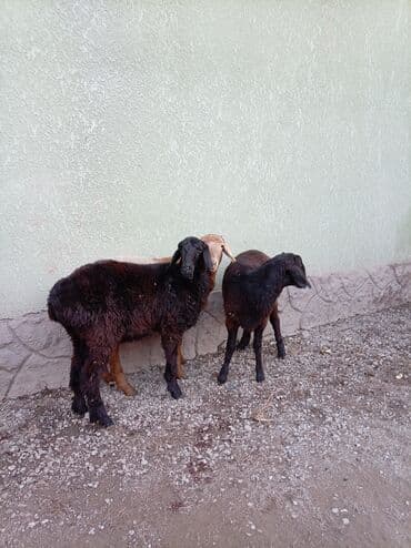 продаю породистых коров: Продаю | Баран (самец) | Полукровка | На забой — 2