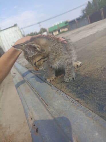 сколько стоит породистая кошка: Маленький полосатый котенок с серой шерстью и темными полосками. У — 1