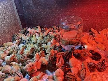 Перепелята суточные из инкубатора Бөдөнө жөжө - Порода: феникс