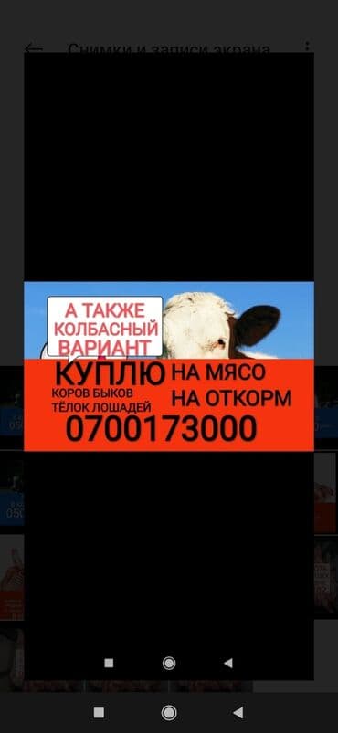 объявления о собаках sobaka: Сатып алам | Уйлар, букалар, Жылкылар, аттар, Башка а/ч жаныбарлары | Бардык шартта, Союлган, Күнү-түнү — 1