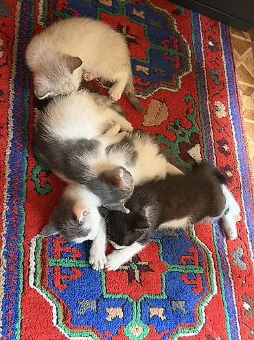 кошки сфинксы: Отдам котят в добрые руки ❤️ Котята домашние, окрас на выбор: - — 7