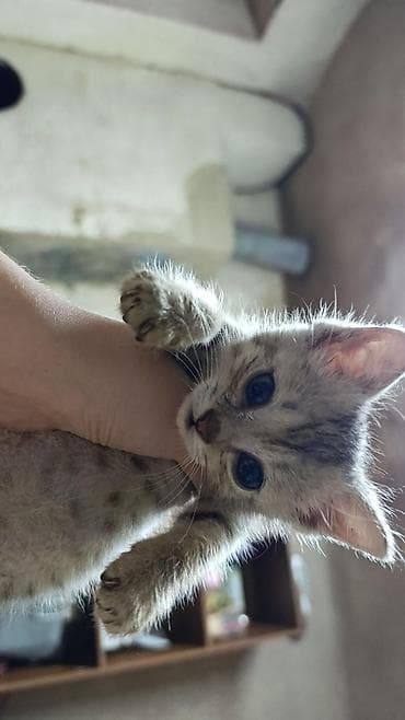 Кошка даром: Беспородная, 1 месяц, Мальчик, Приучена к лотку — 2