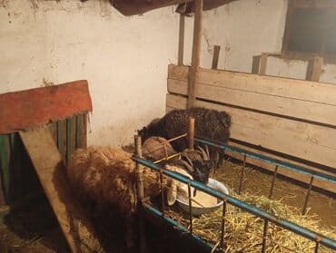 чөп сатам: Сатам | Эчки (ургаачы) | Союуга, Көбөйтүү үчүн — 6