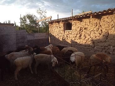 улака ат: Продаю | Баран (самец) — 2