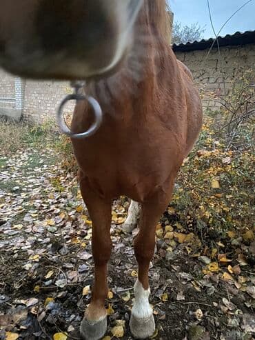 Мышыктар: Сатам | Тай | Көбөйтүү үчүн — 6