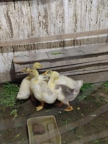 продаю уток: Гусята, молодняк. - Порода: домашние гуси (желто‑белый окрас, у части — 2